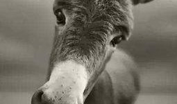 二驴爆料聊城事件视频最新,揭秘聊城事件背后惊人真相