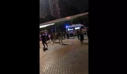 深圳命案最新爆料视频,案情细节再引热议